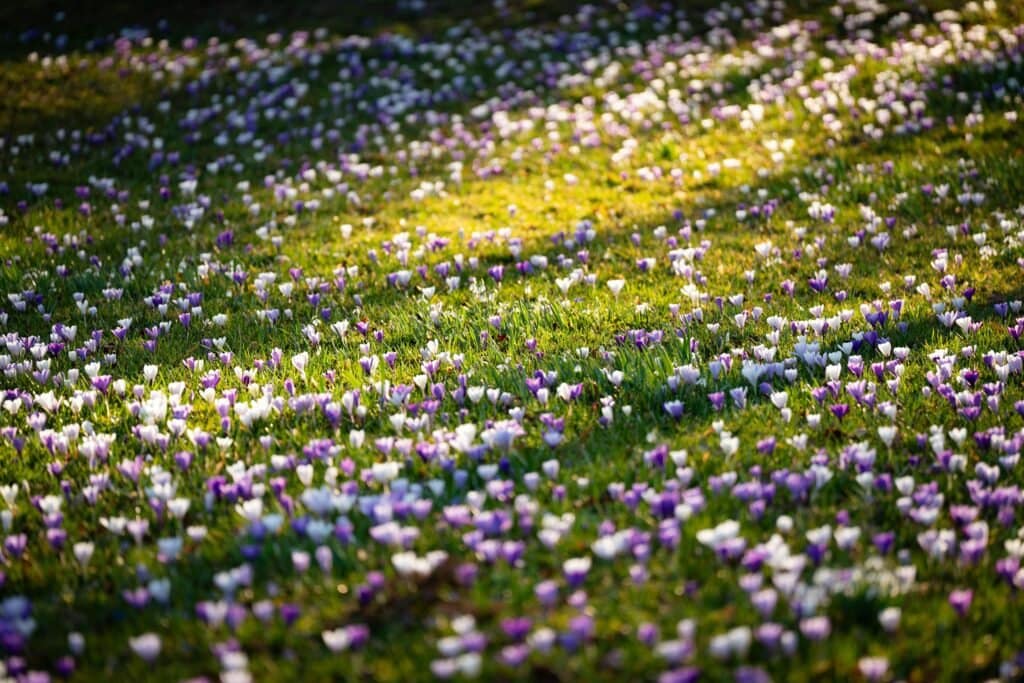 Climate change affects bees rising temperatures"Early bloom due to climate change leading to mismatch with bee activity.
