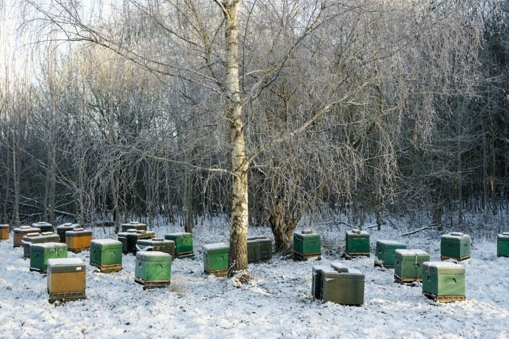 Wrapped beehives in snowy apiary, grouped together for warmth