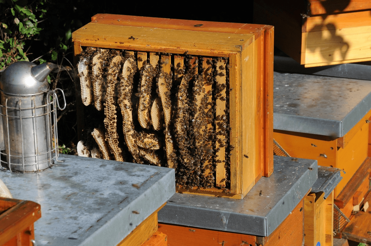 chemical-free natural beekeeping methods and comb building