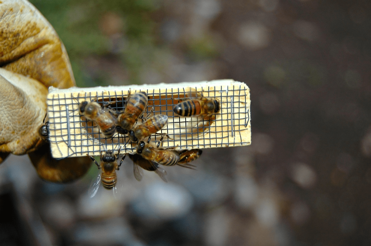 Close-up of a queen cage being prepared by clearing the candy plug before installation into the hive.