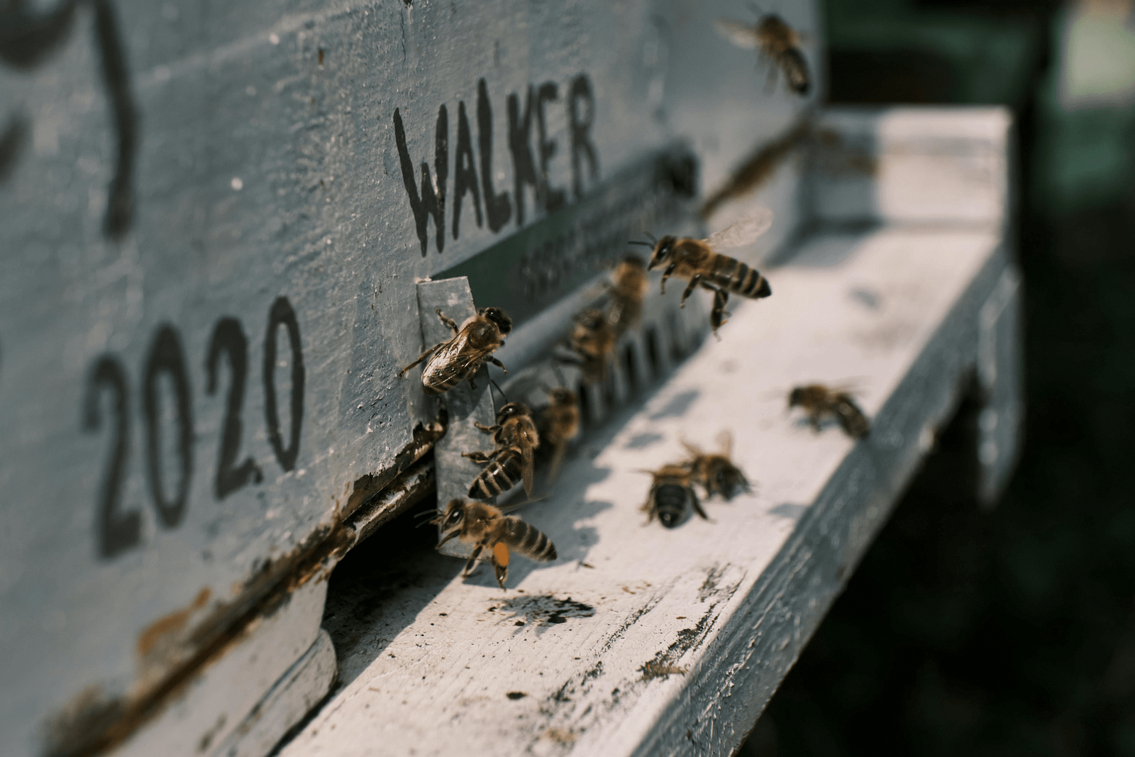 A beehive equipped with a robbing screen, demonstrating a physical barrier used for Beehive Robbing prevention