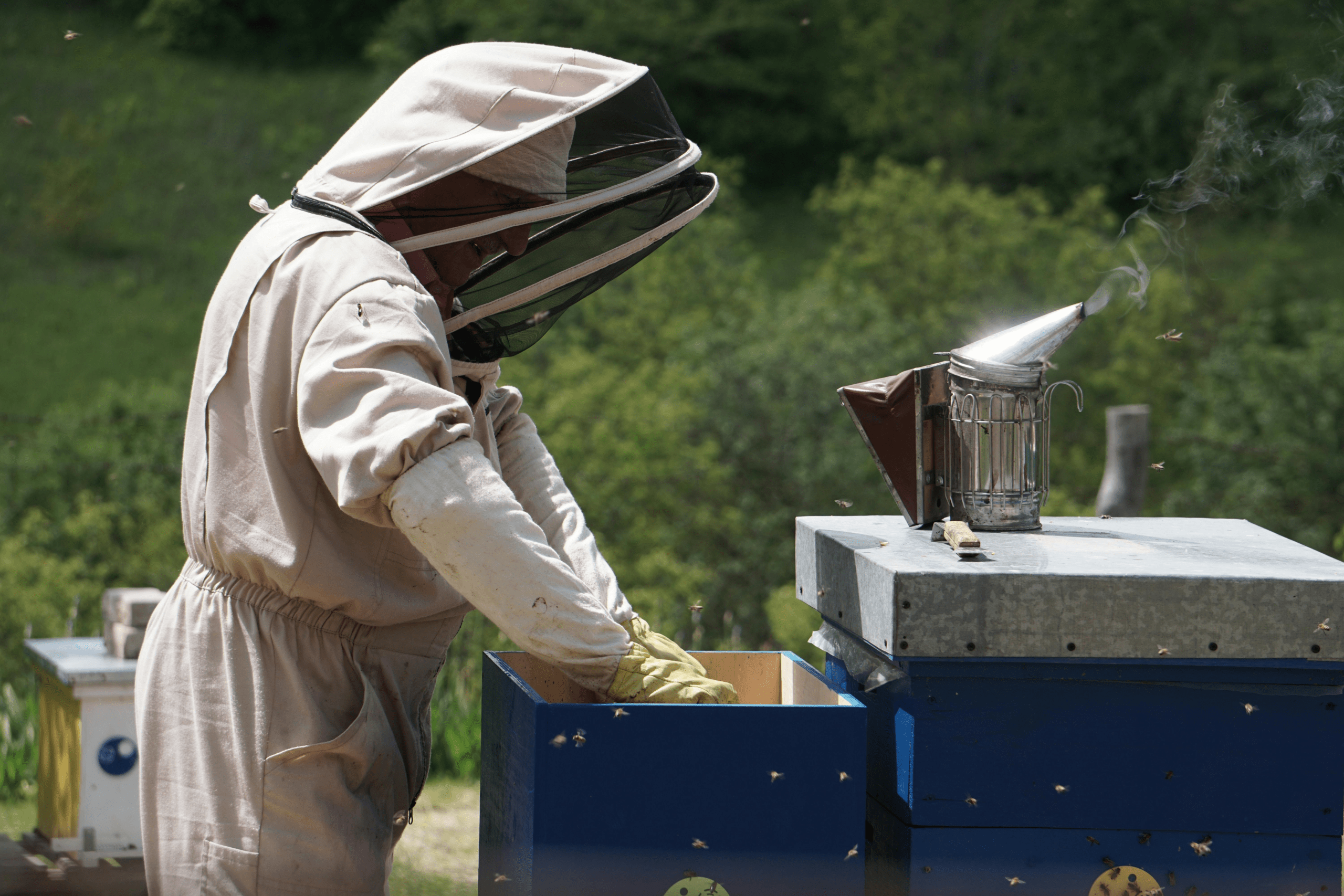 Installing Package Bees vs Nucs: Beekeeper gently transferring a brood frame from a nuc box into a new hive during the installation process.